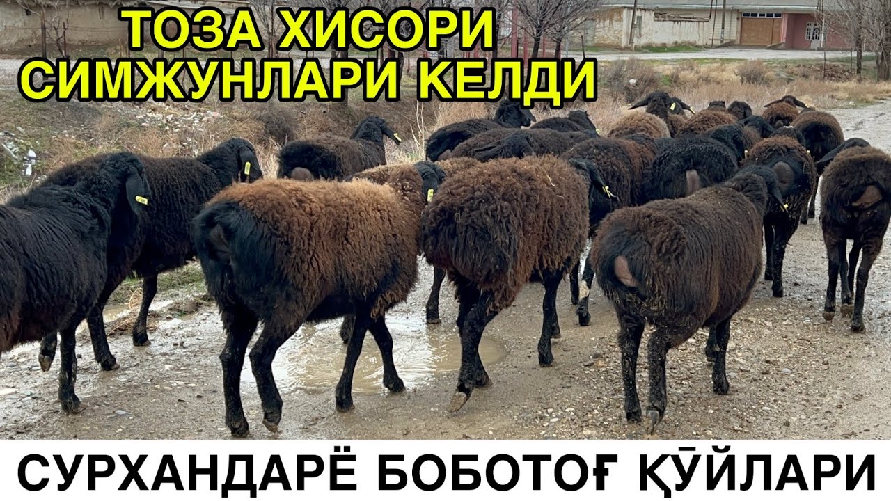 ЕЛИТА ХИСОРИ ҚӮЙЛАР. ☎️+998993307484