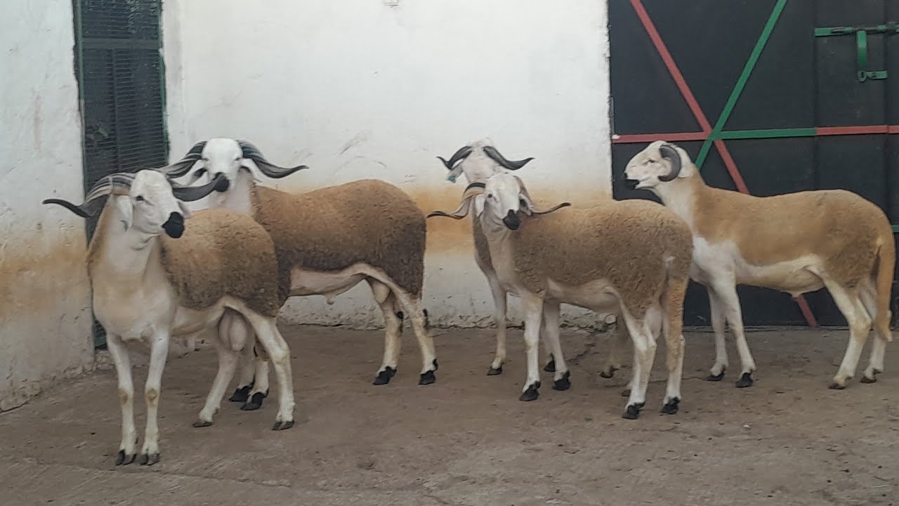 سلام عليكم كين5فروخا ملاح طوب💯 الهاثف0667459857بتاريخ24.2.2026🤲