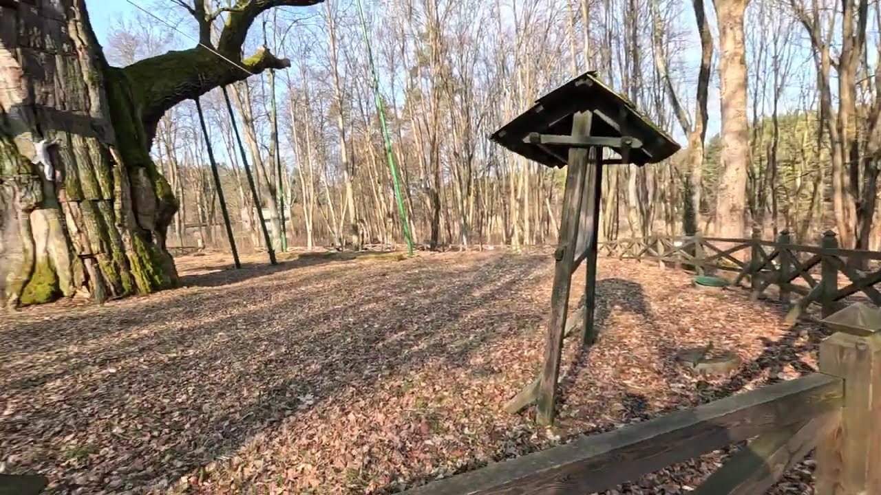 Dąb Bartek 4K