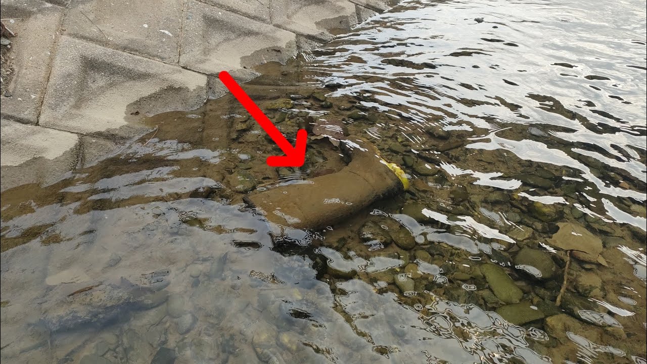 浚渫後の河川の様子を見に行ったら予想外の状況だった