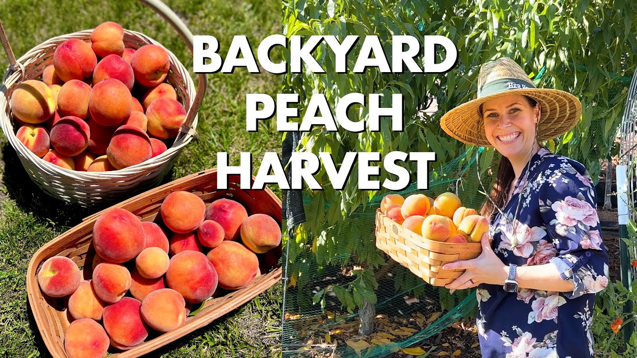 2023 Peach Harvest | Eva's Pride & August Pride
