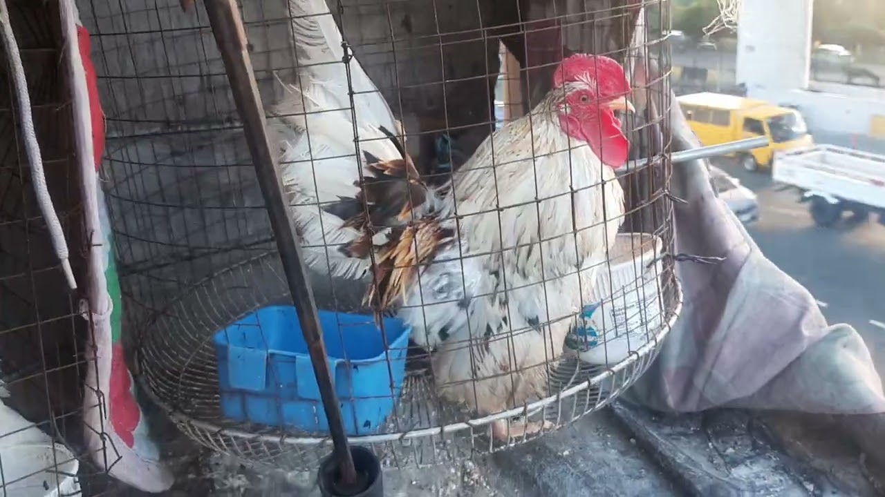 Tips sa Paggawa ng DIY Nakologan ng Bantam Chicken