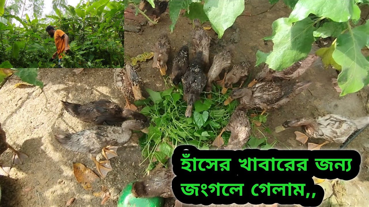 হাঁসের খাবারের জন্য জংগলে গেলাম | Sheikh Agro