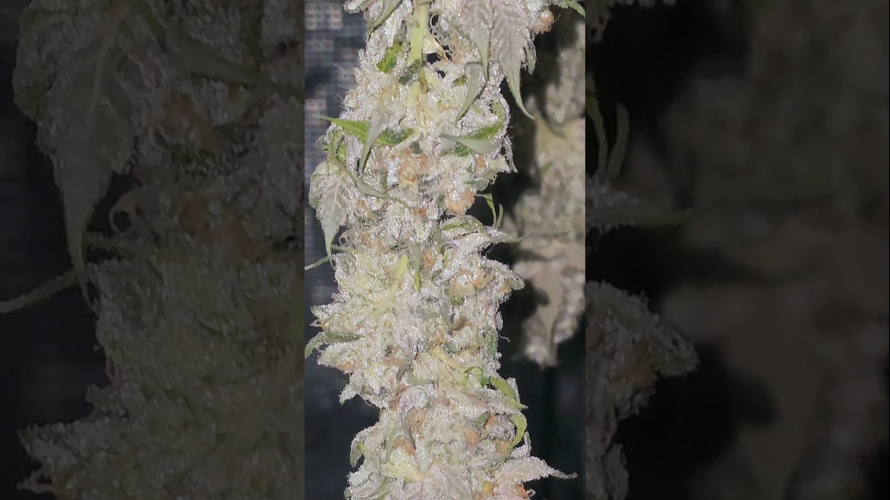Animal Crackers S1 by Growers Choice Seeds! 4 Days in Dry!