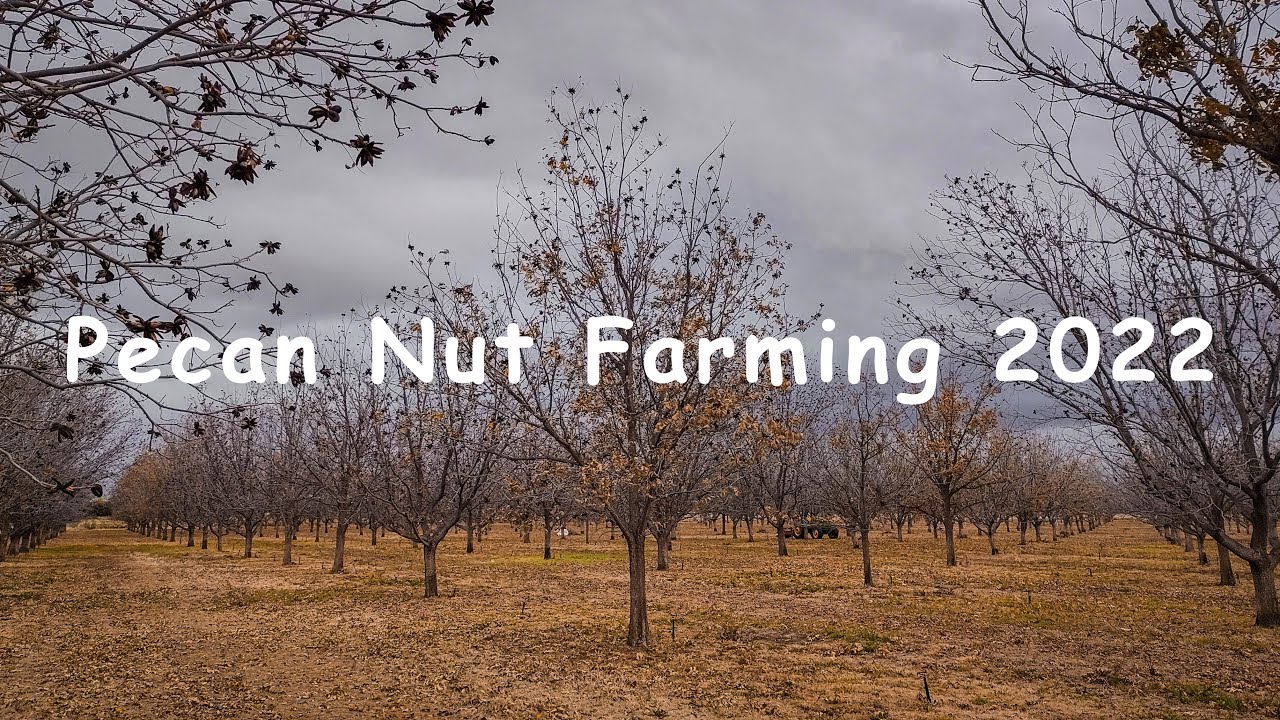Pecan Nut Farming 2022