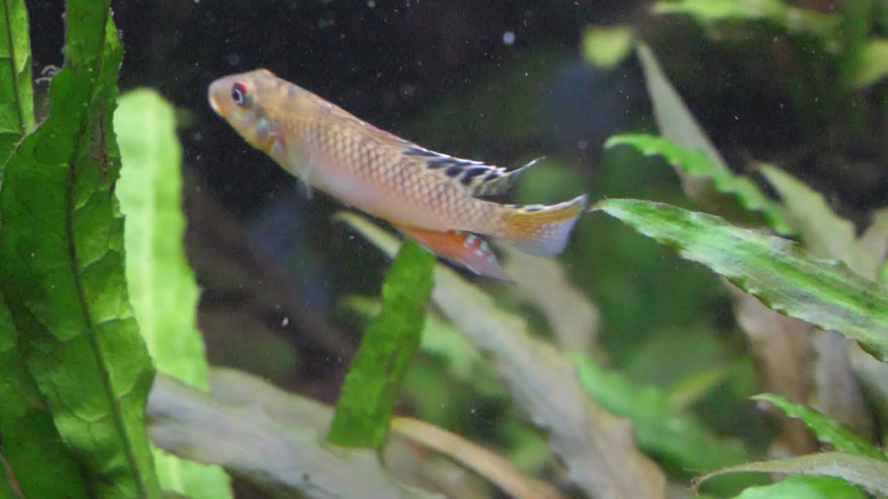 Nanochromis cf. teugelsi - Kongo Zwergbuntbarsch in Slowmotion