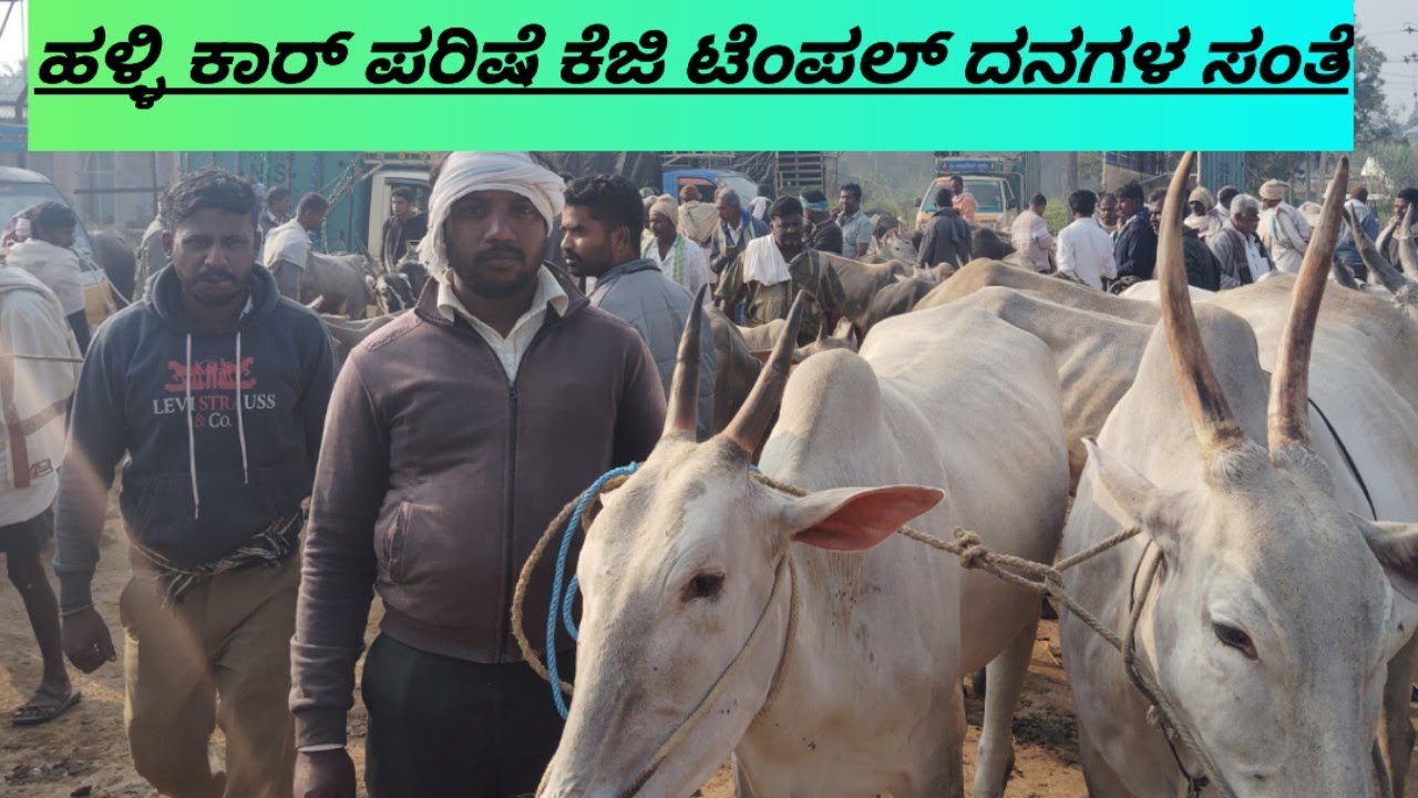 Hallikar breed  heaven @ indian hallikar 17*11*2025