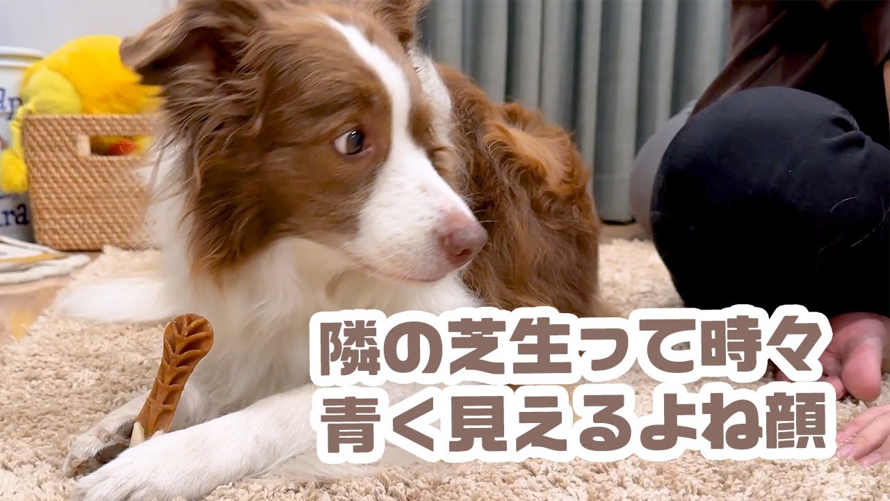 毎日歯磨きしてたらいい事がありました🦷✨【ボーダーコリー×オーストラリアンシェパード】