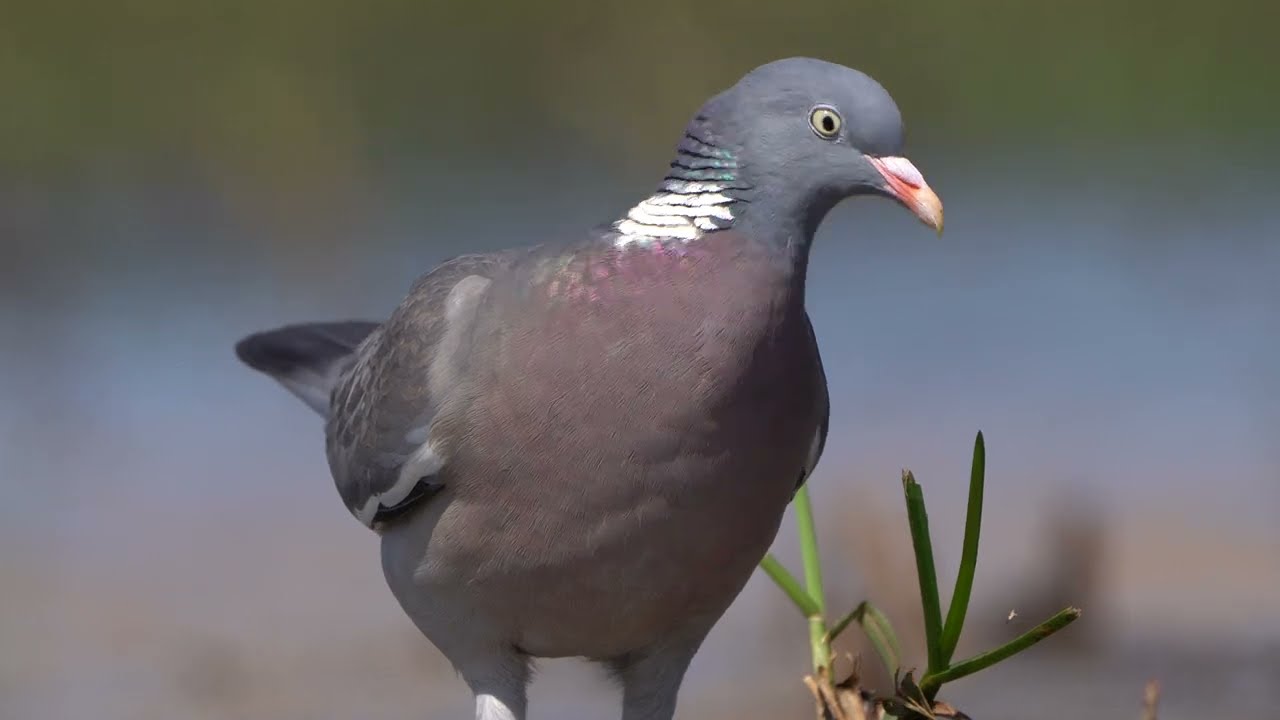 4K Papuśny grzywacz / Chubby wood pigeon / Columba palumbus