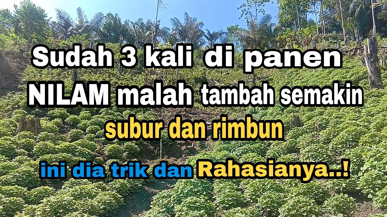 KONDISI NILAM SETELAH PEMANENAN