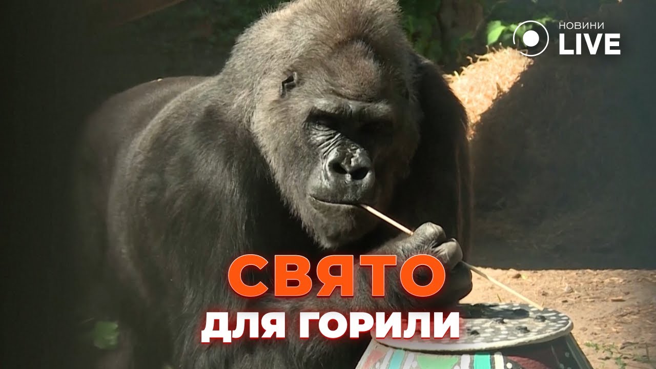 🔥Единственная в Украине горилла 