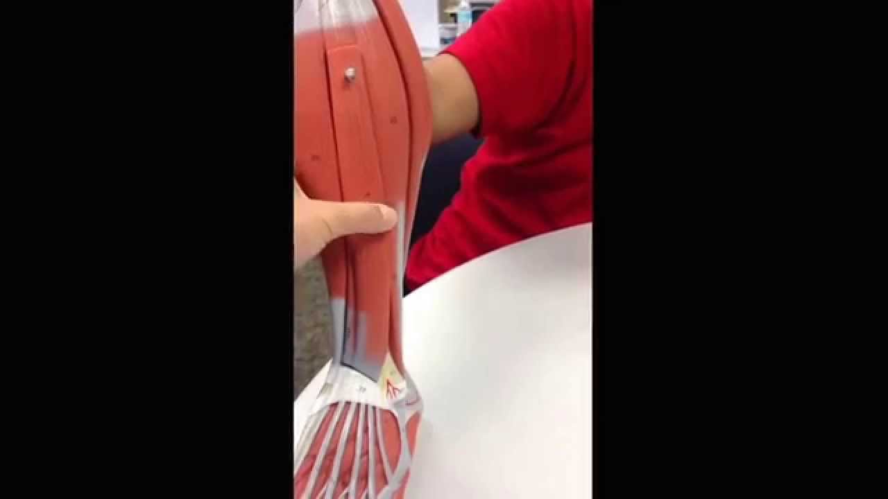 Human leg muscles