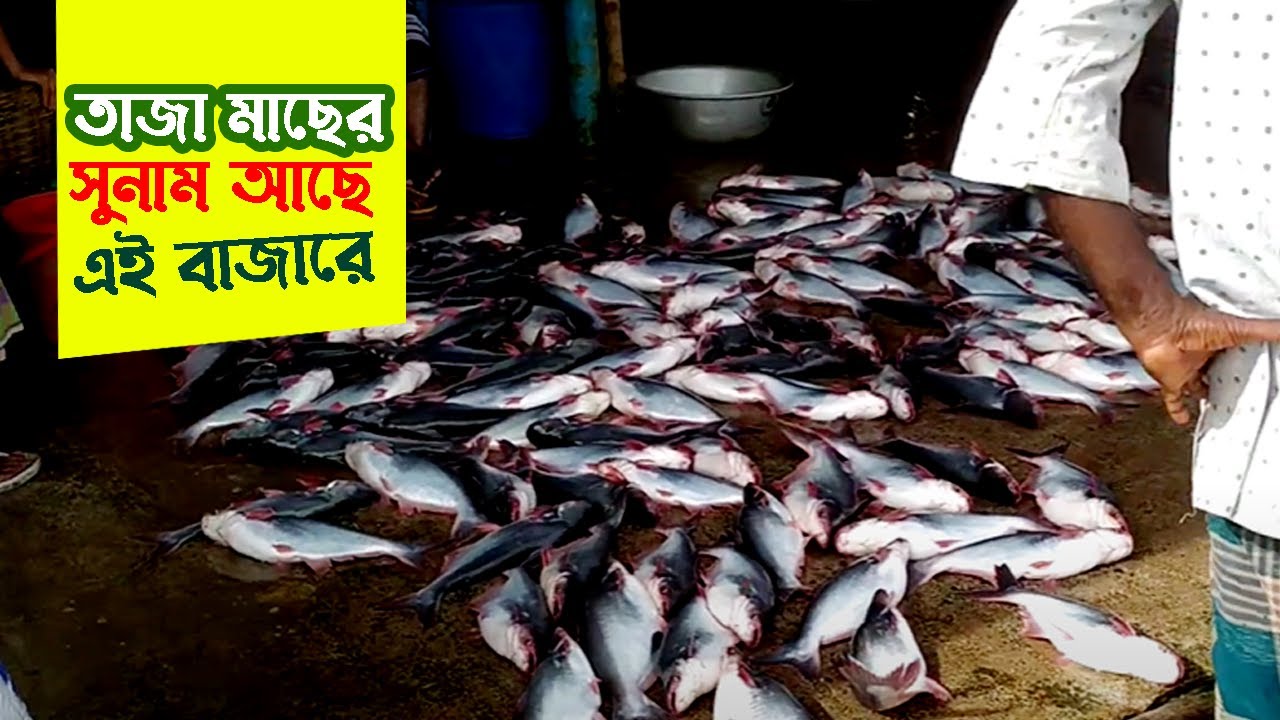 সোনার মোড় মৎস্য আড়ৎ শ্যামনগর, সাতক্ষিরা। Sonar Mor Fish Market Shyamnagar, Satkhira