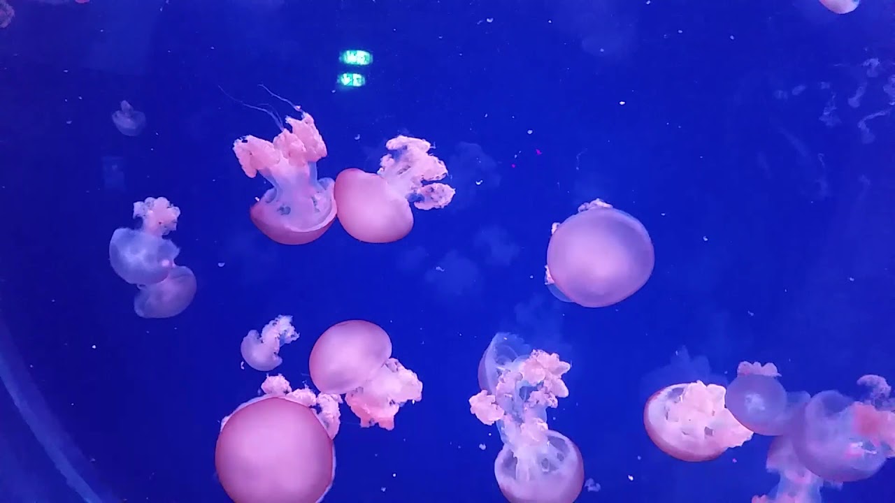 Aquarium du Trocadero - Paris - 11 mars 2018 (Ref 12255021.141828)