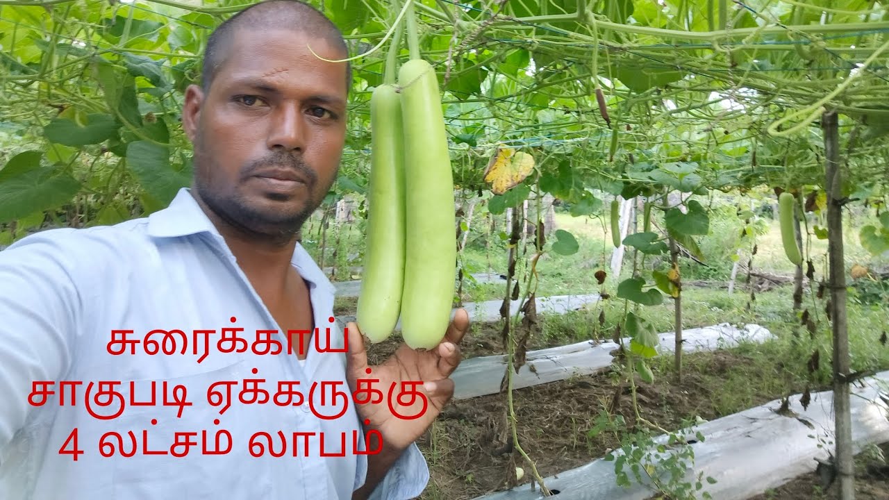 சுரைக்காய் சாகுபடி செய்யும் முறை#farmerslife#agriculture#bottlegourd#பந்தல்விவசாயம்