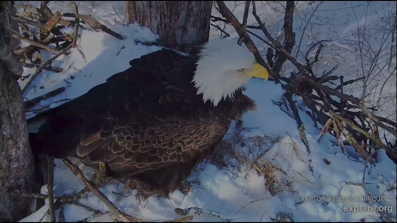 Decorah North Eagles 2-20-26 Beautiful blue skies, gorgeous eagles in the snow