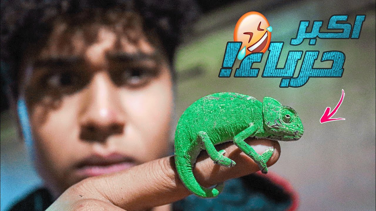 ليلة السحالي العملاقة🦖!!