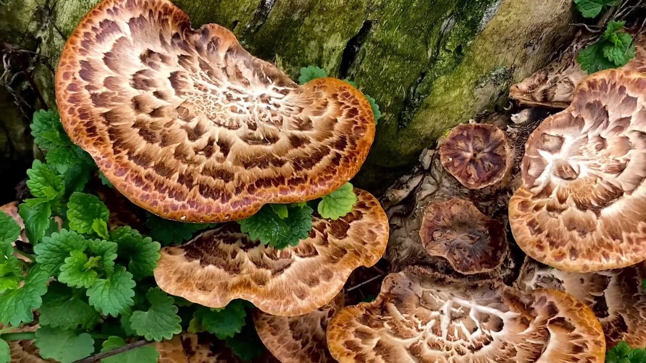 How to cook Pheasant backs & Ramps (Dryads Saddle & Wild leeks)