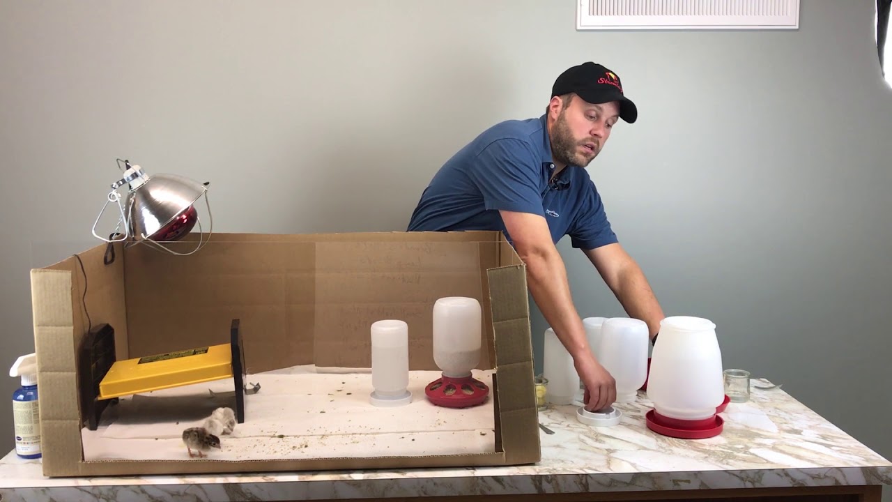 Baby Chick Care Basics