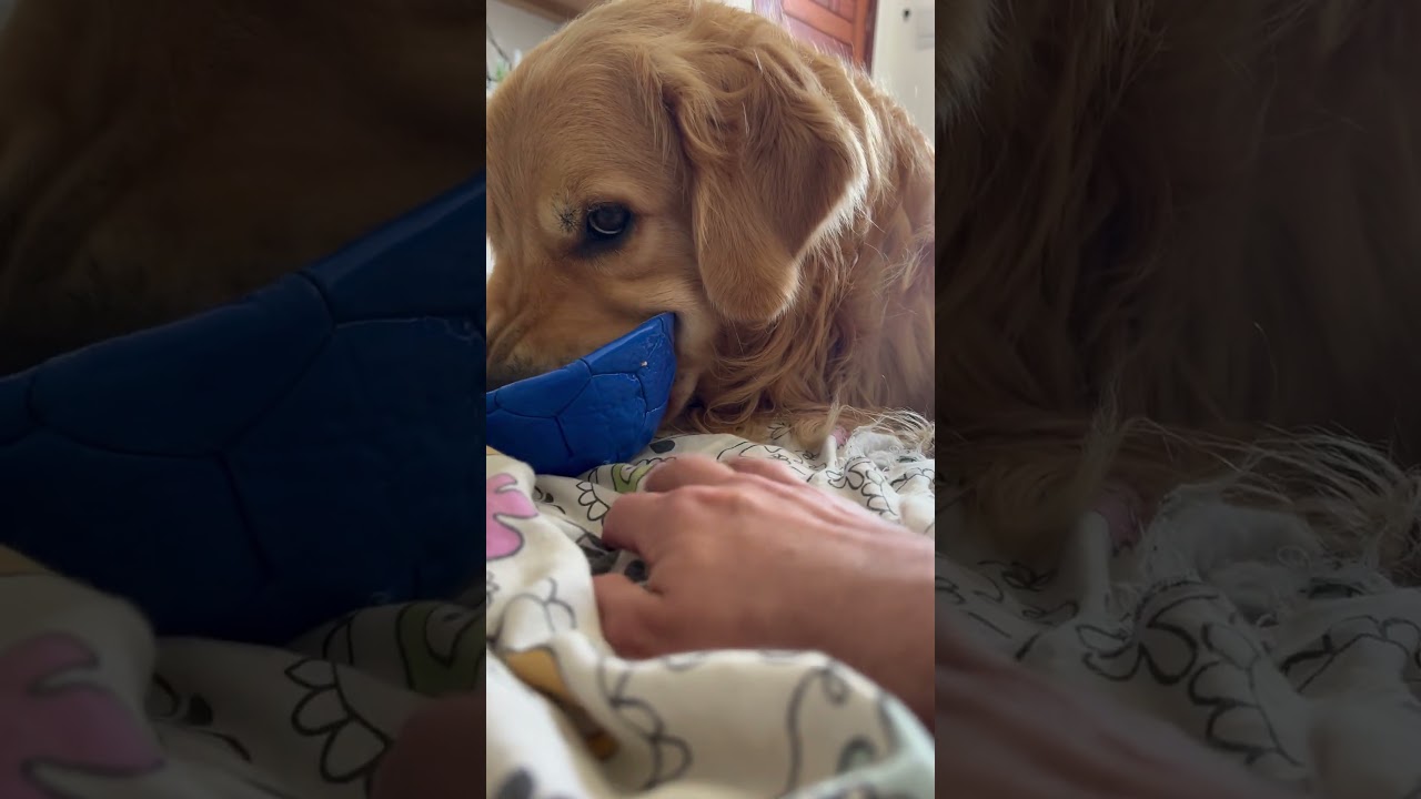 Chatagem pra brincar cm ele #goldenretriever