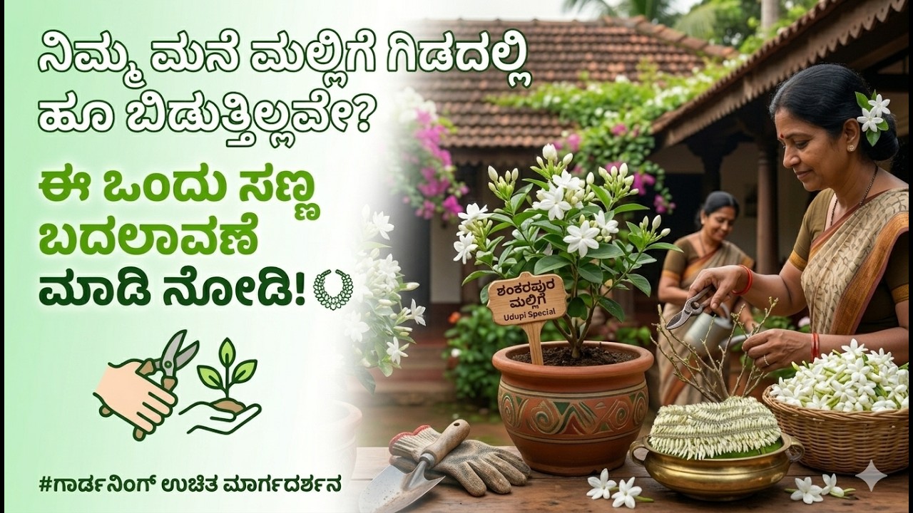 ಶಂಕರಪುರ ಮಲ್ಲಿಗೆ ಹೂ ಕಡಿಮೆನಾ? ವರ್ಷಪ್ರತಿ ಈ ಚಿಕಿತ್ಸೆ ಮಾಡಿ!