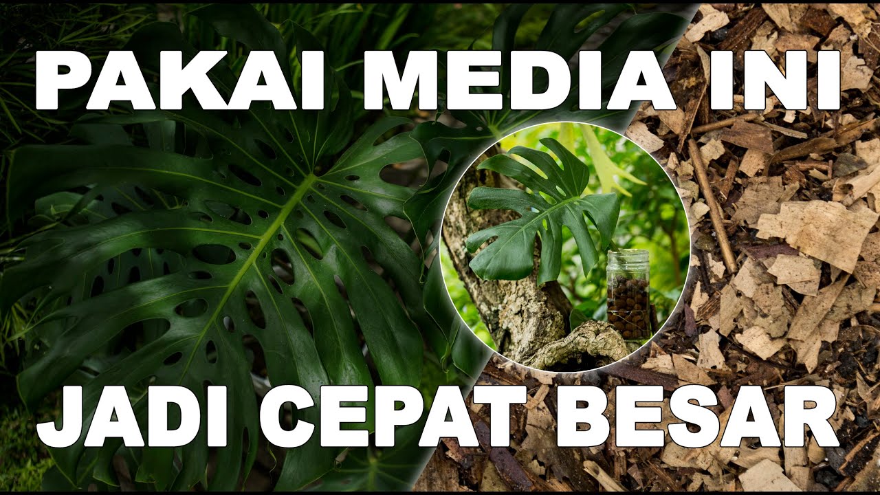 membuat Media Tanam Monstera Deliciosa King agar subur cepat membesar & beberapa tips perawatannya