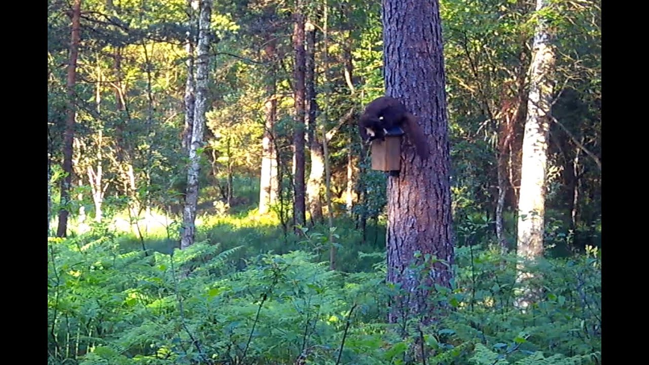 Skovmår på jagt i redekassen