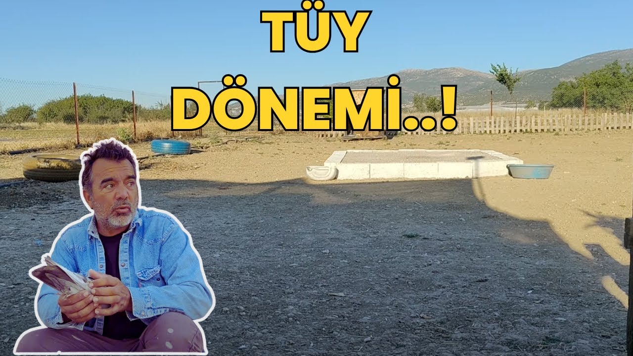 GÜVERCİNLERDE TÜY DÖNEMİ | NE YAPILMALI 👍 | NE YAPILMAMALI 👎 - Güvercin Oyunkuşu