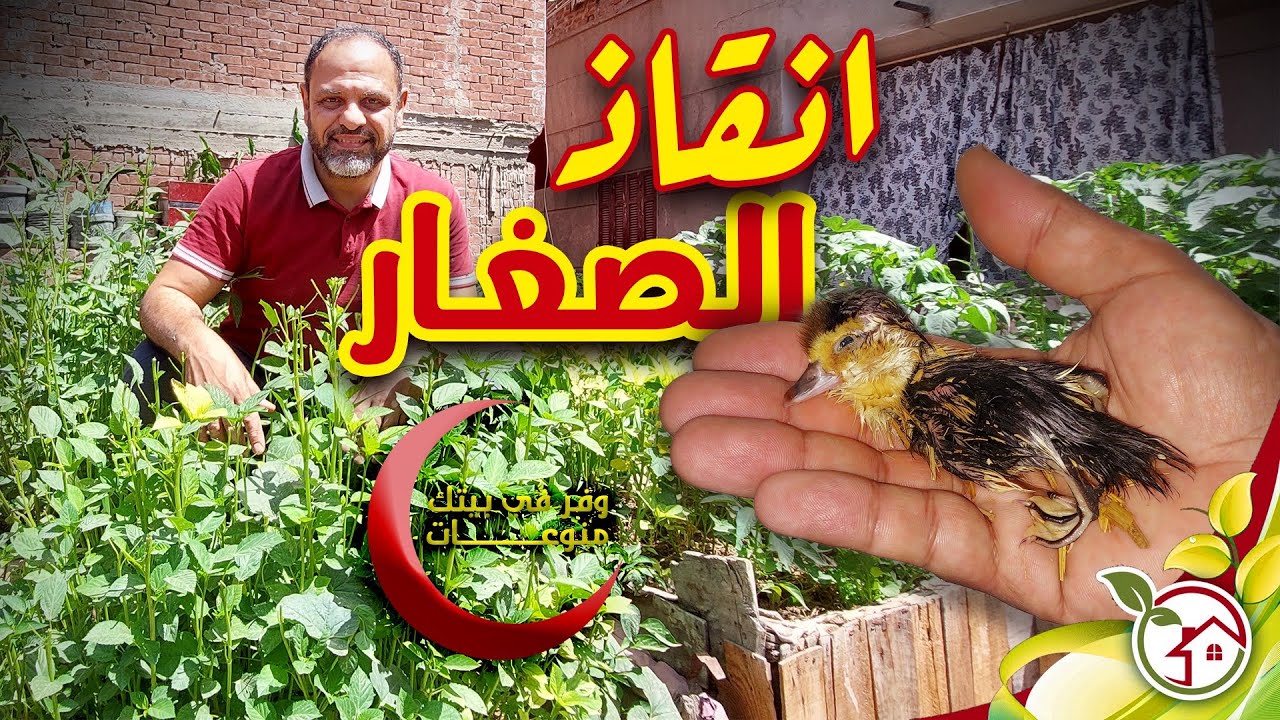 البطة المجنونة قتلت الصغار محاولات مريرة لإنقاذهم !
