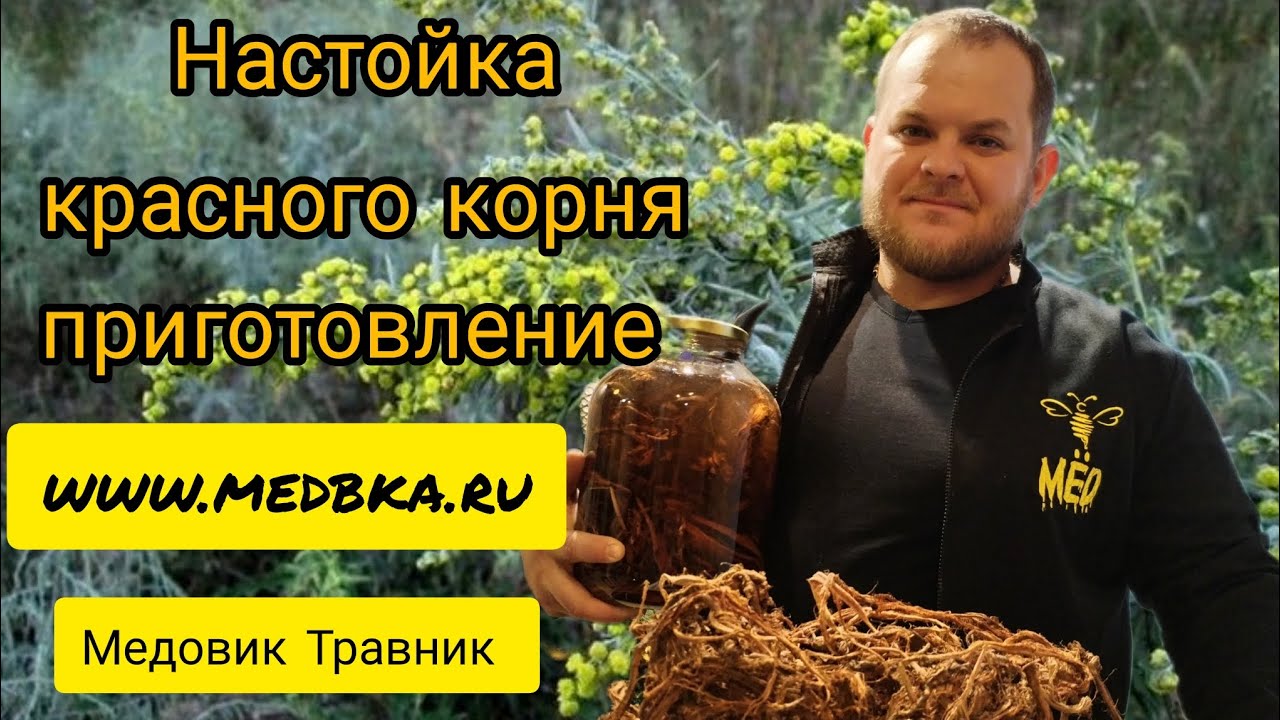 копеечник забытый / настойка красного корня приготовление / Медовик Травник /   www.medbka.ru