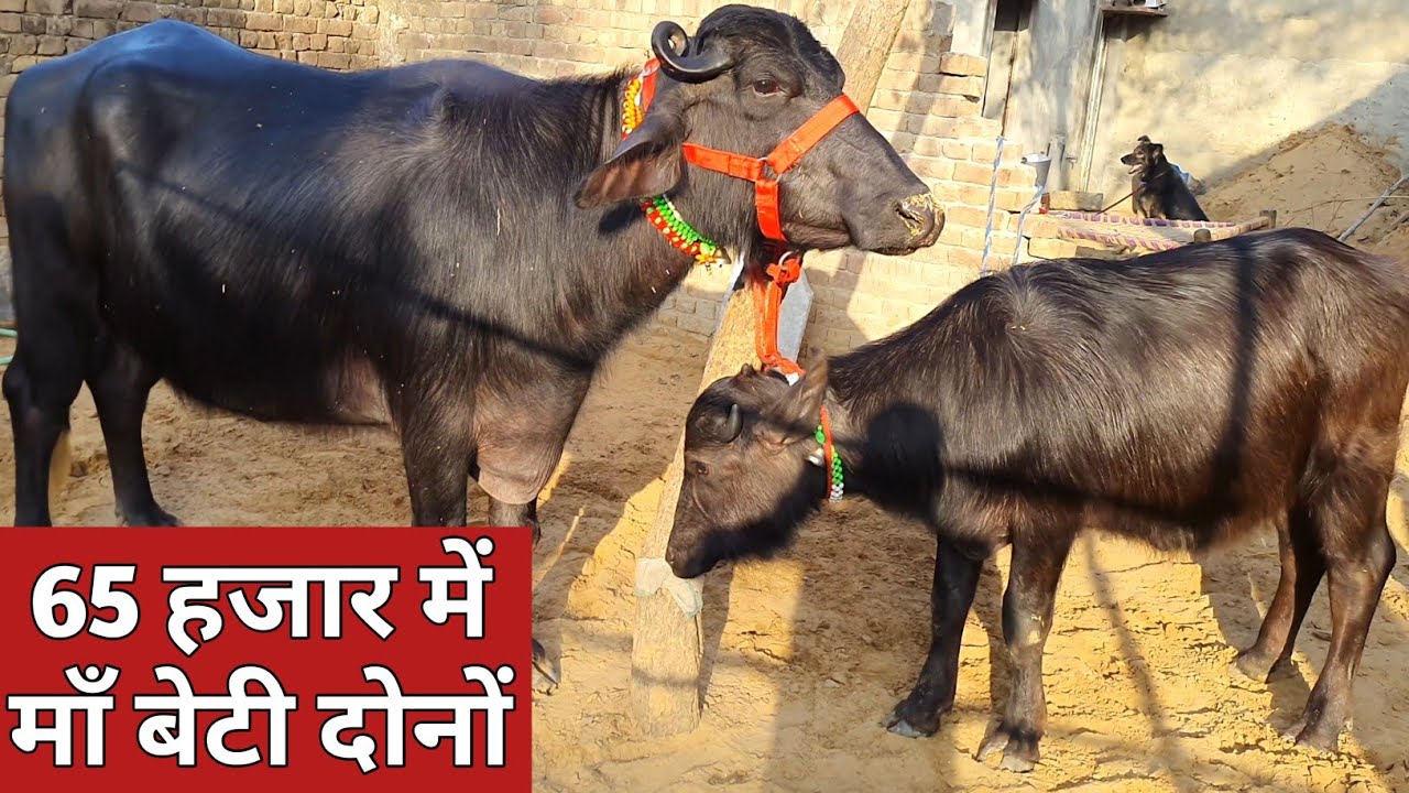 65 हजार में माँ बेटी दोनों, चेक पास ग्याभिन दूध वाली बाखड़ी भैंसे (98173-76173)
