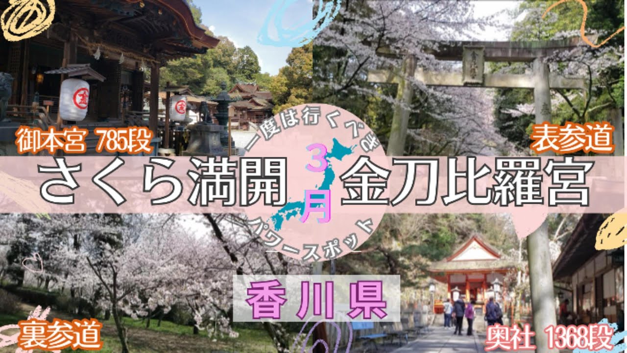 【さくら満開の金比羅山】奥社までの1368段の道中で疲れない歩き方を発見！帰路が地元の方おすすめの裏参道のさくらロードを散策！