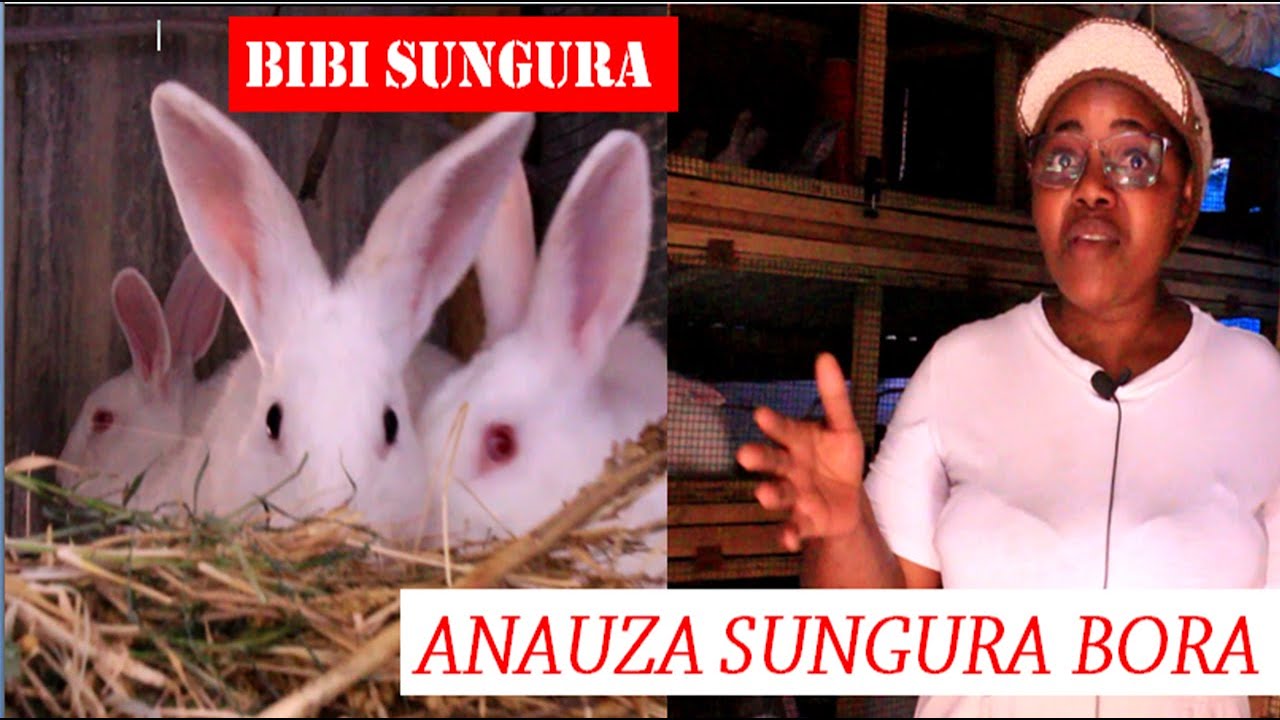 UFUGAJI WA SUNGURA KIBIASHARA:bibi SUNGURA ANAKULETEA sungura bora kwa bei POA