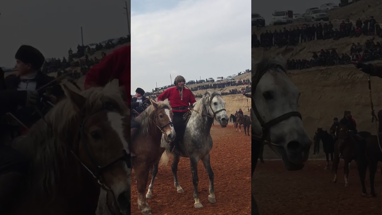 Халим полвон улоки ипадиром