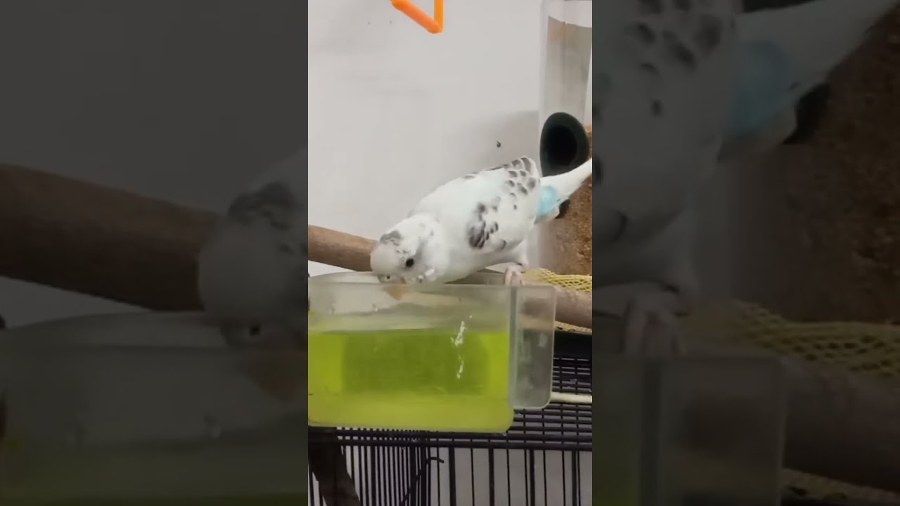 kalu mama and friend exotic Birds is live