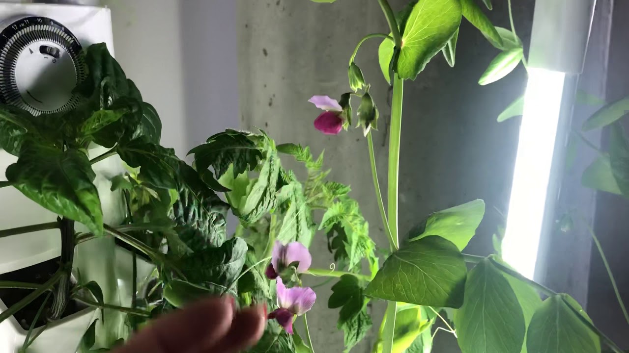 Tower Garden Home | Snap peas, spider mites, etc