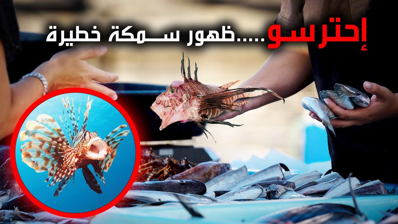 سمكة الاسد أو سمكة الديك ( سمكة سامة ومفيدة  تغزو الأسواق المصرية )