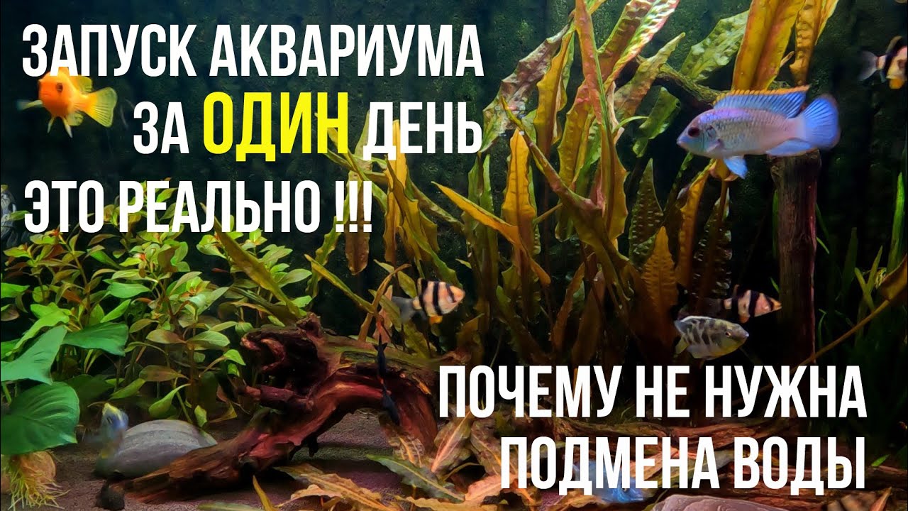Как БЫСТРО ЗАПУСТИТЬ АКВАРИУМ, Без Вреда для Рыбок и Дополнительных Финансовых Трат
