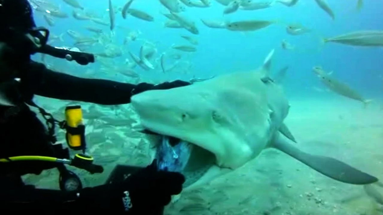 Petting A Tiger Shark