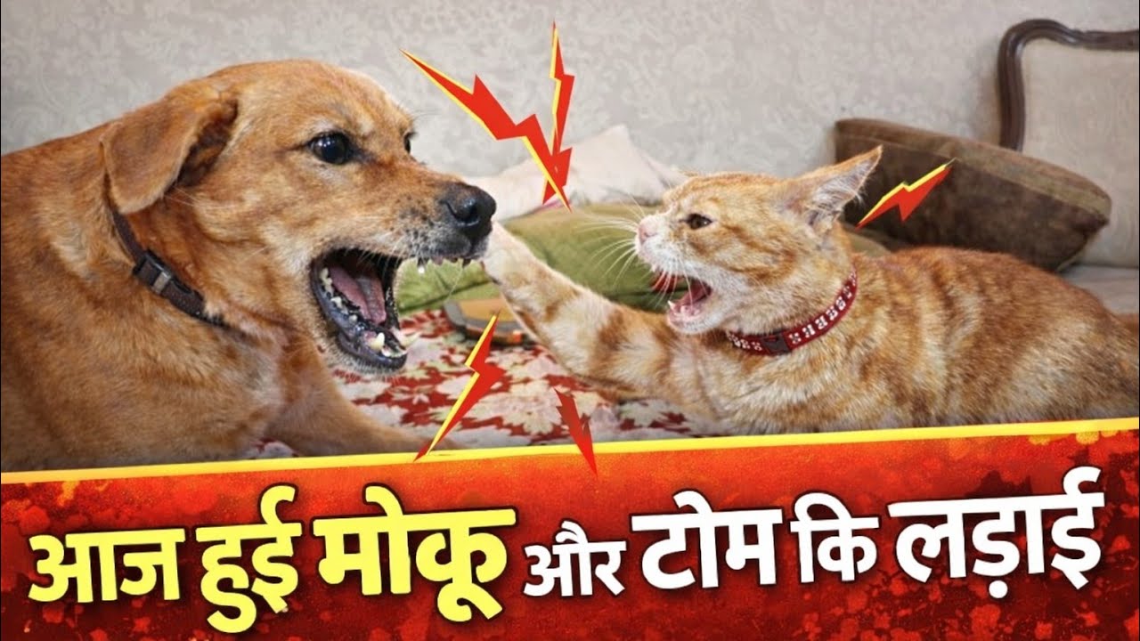 आज हुई मोकू और टॉम की लड़ाई 🐶😺 #vlog #dailyvlog  #life #dog #cat #family #trending #viral #home 