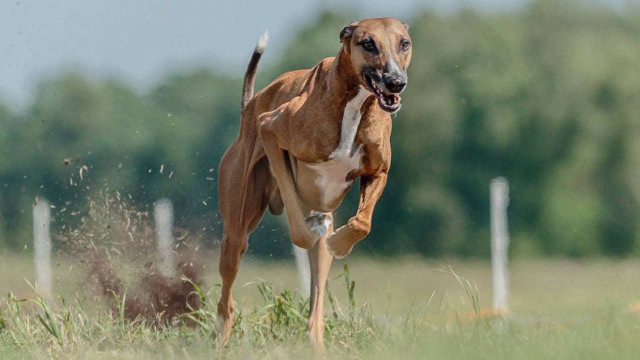 AZAWAKH DOG🐶 BREED - LEGEND AND FAST HUNTER OF THE SAHARA | 👍ANIMALS