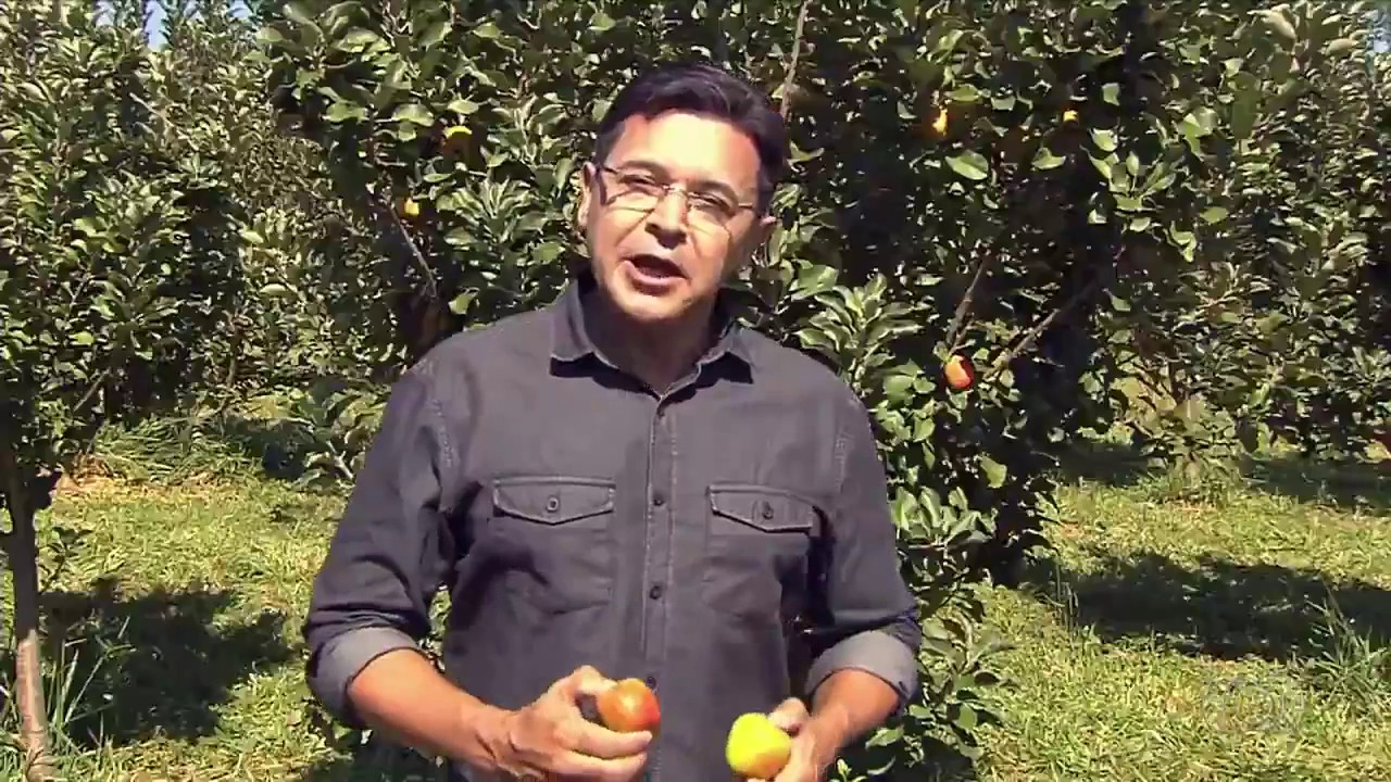 TV GLOBO GOIÁS - Produtor cultiva frutas de clima temperado no Cerrado, entre elas Pera e Maçã.
