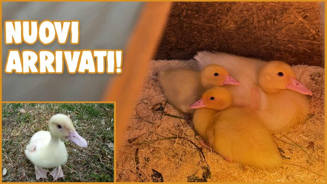 ANATROCCOLI: COME GESTIRLI