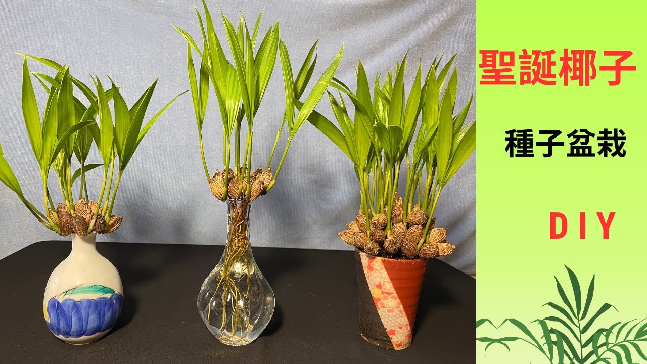 種子盆栽DIY教學--聖誕椰子