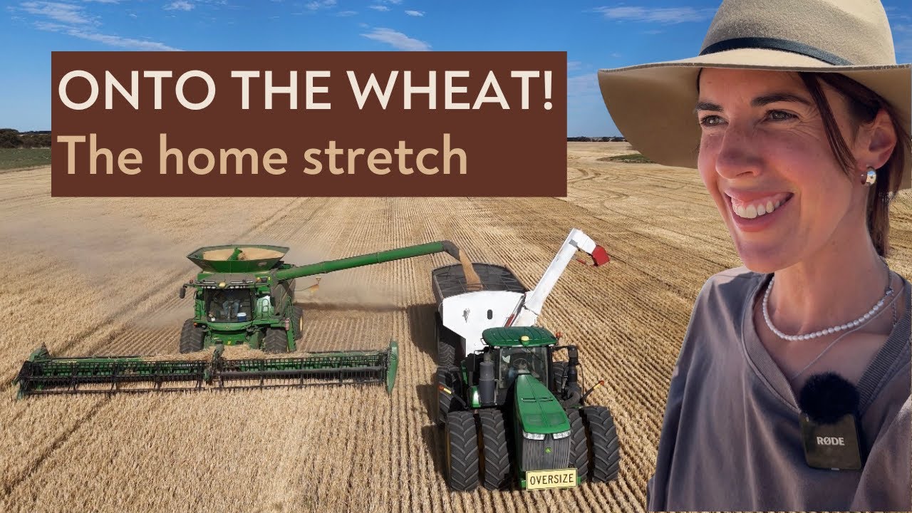 Will Harvest Finish Before The New Year?! Starting Wheat.