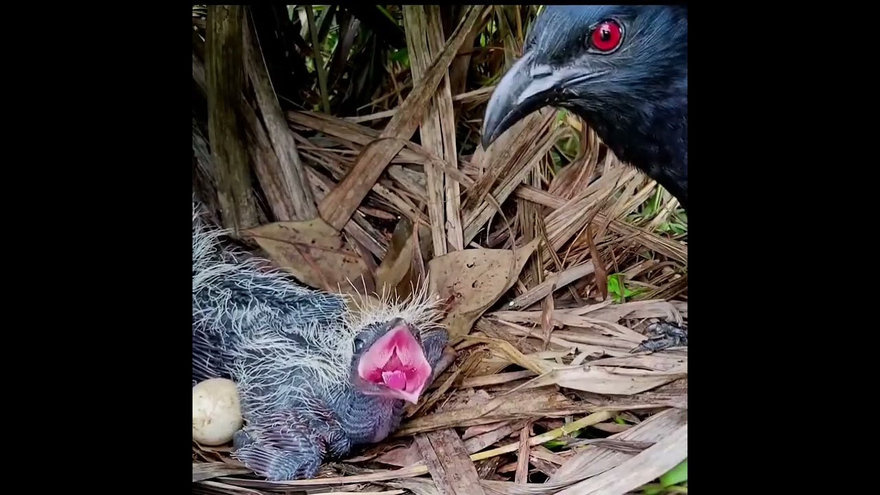 Burung bubut 