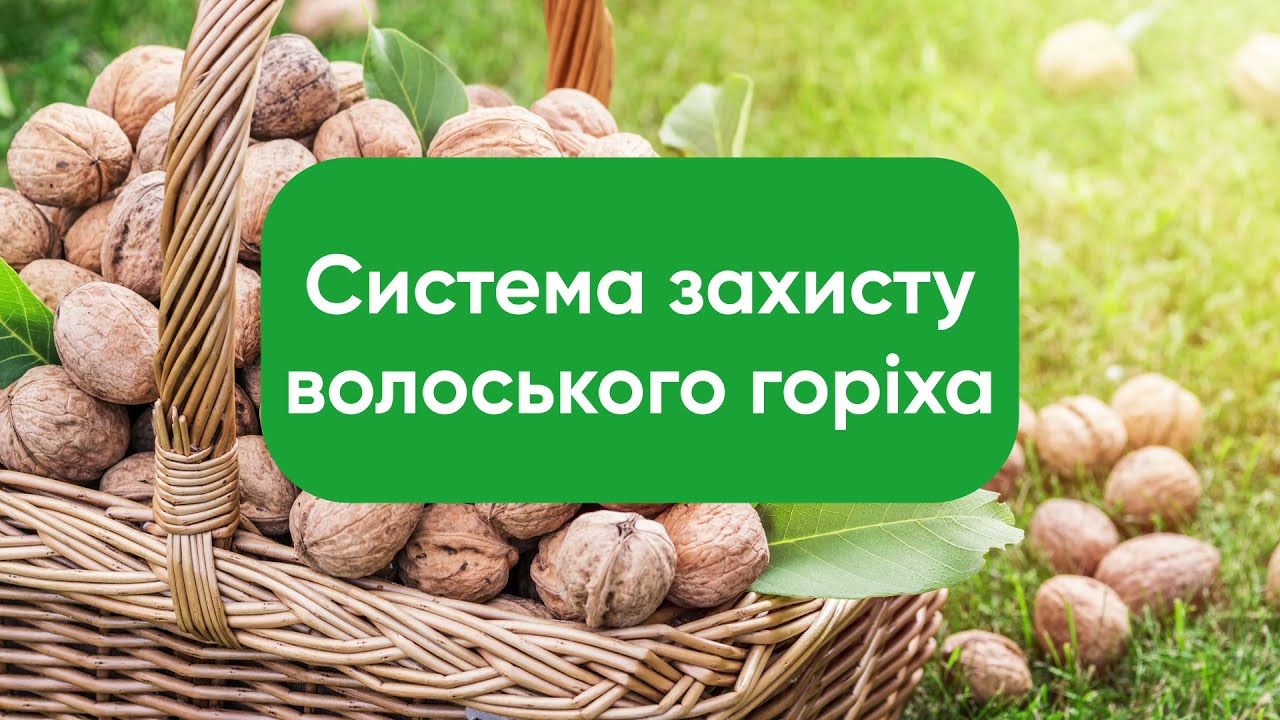 Система захисту волоського горіха