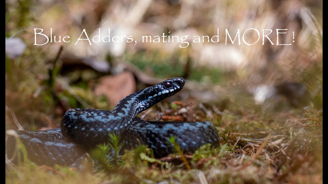 Rare BLUE Adder, Adder mating and MORE!