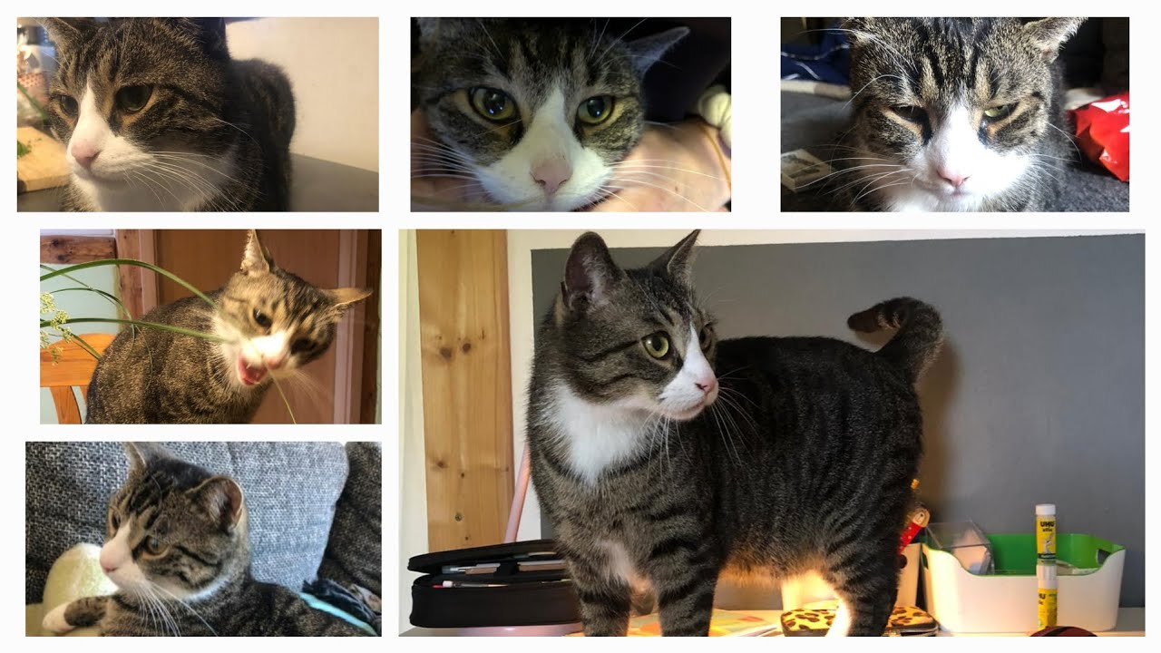 Er ist so süß 😍🐈 - Das erste richtige Video von unserem süßen Kater Felix | Eric KRETSCHMANN 