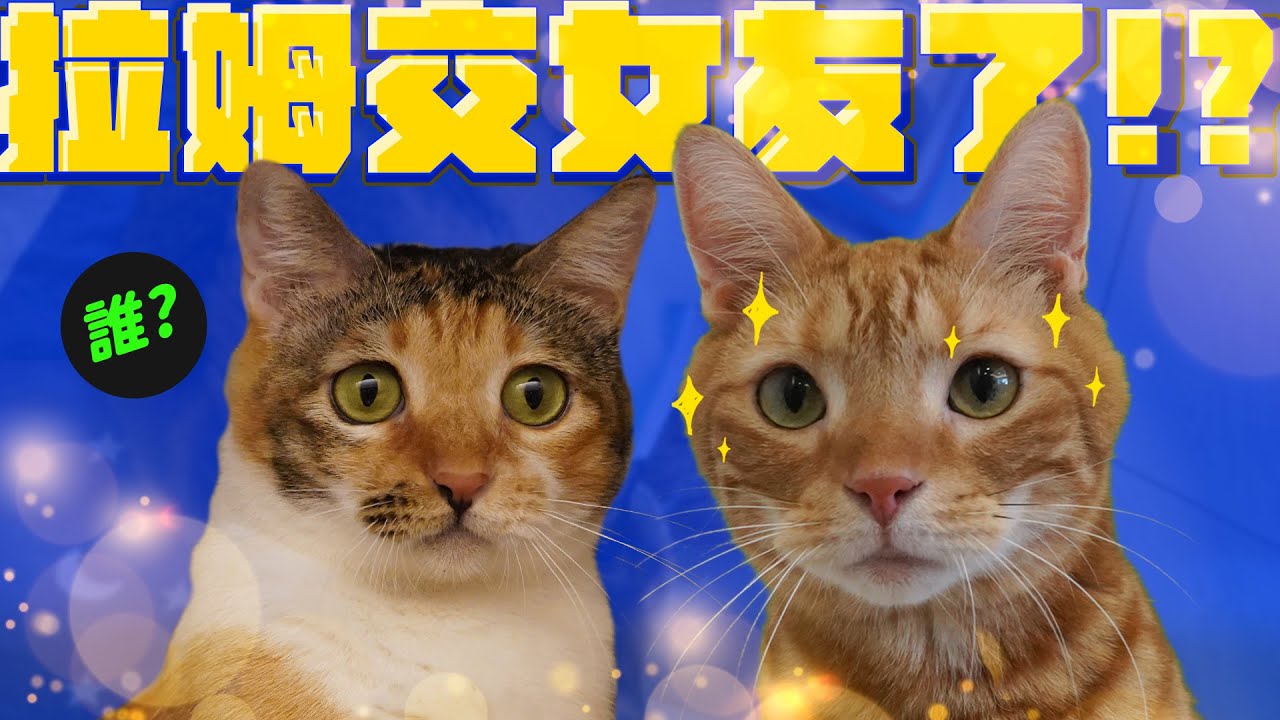 貓咪託友人借宿 竟交了一個女朋友！？｜宇宙猫咪🐾